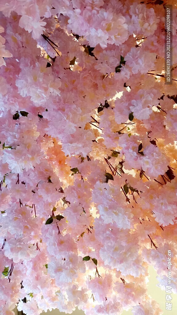 樱花 