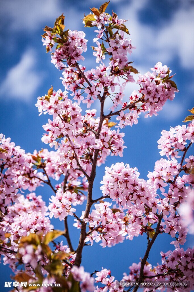 樱花