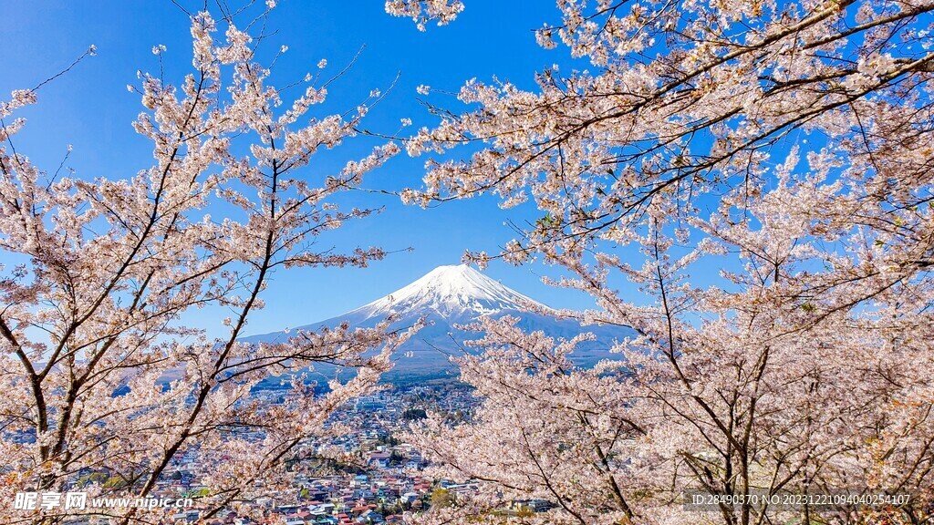 樱花