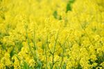 油菜花
