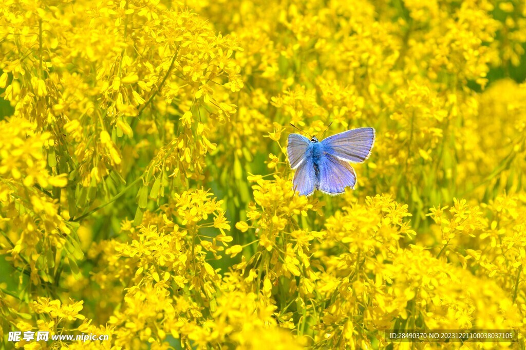 油菜花