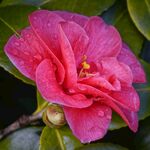  山茶花 