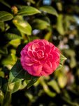  山茶花 