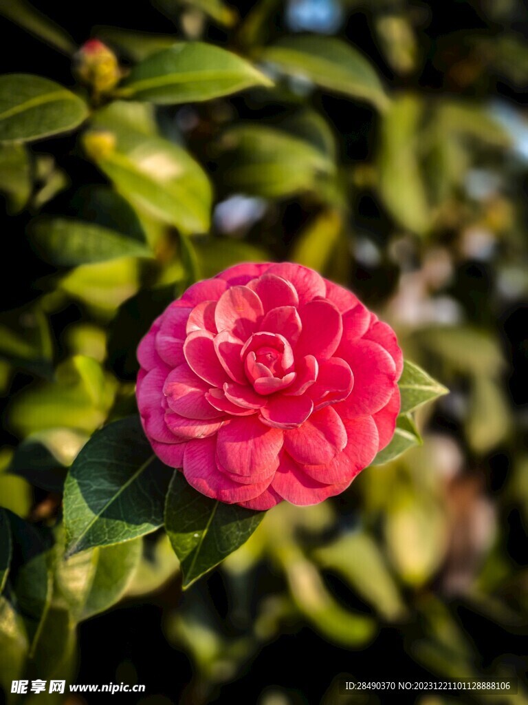  山茶花 