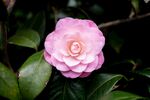  山茶花 