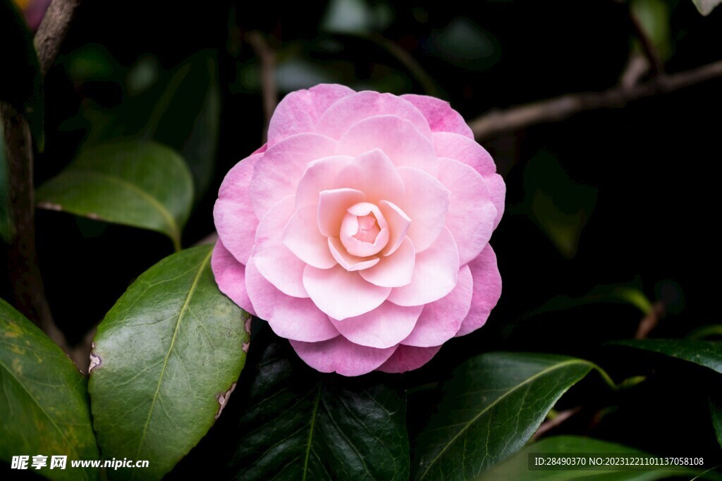  山茶花 