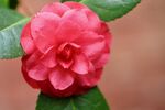  山茶花
