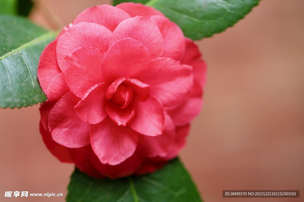  山茶花