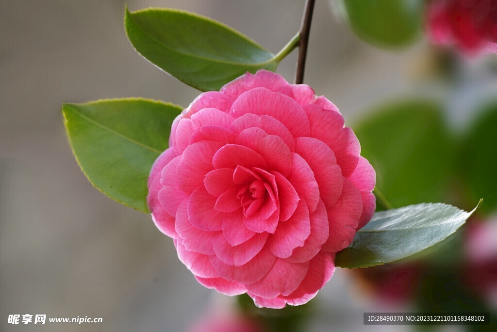  山茶花 