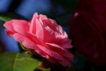  山茶花 