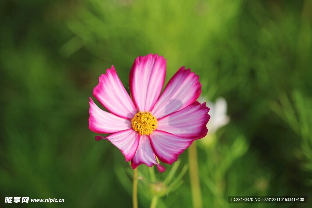 格桑花