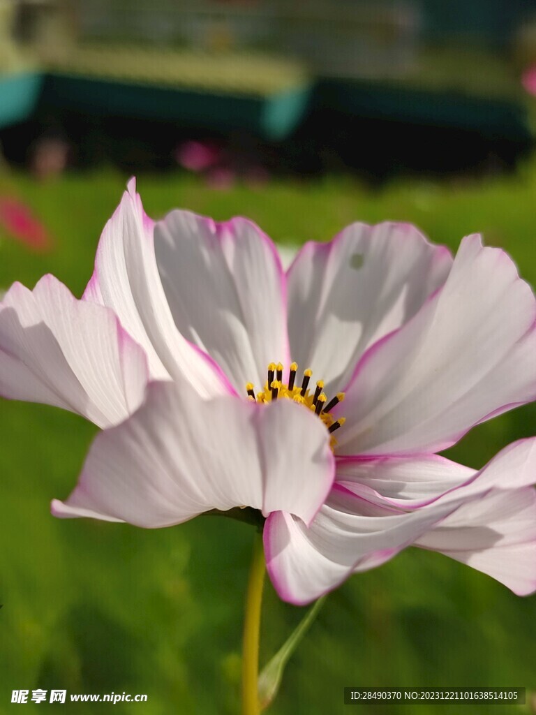  格桑花 