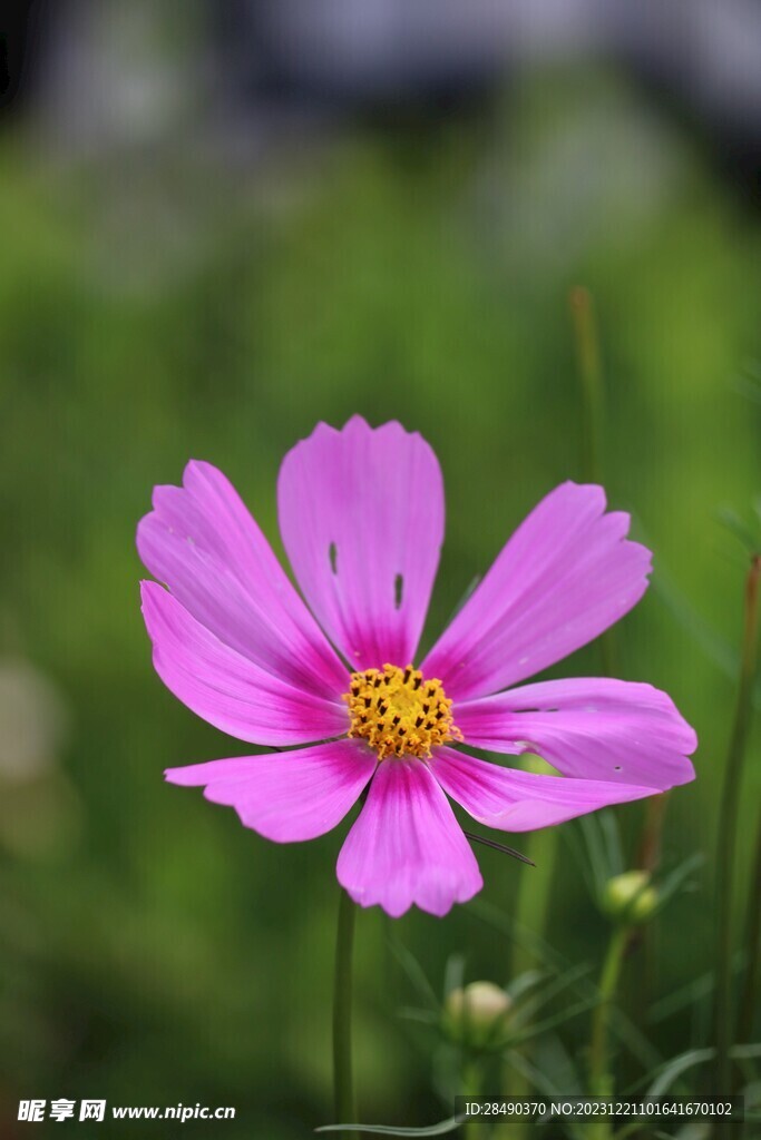  格桑花 