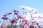  格桑花 