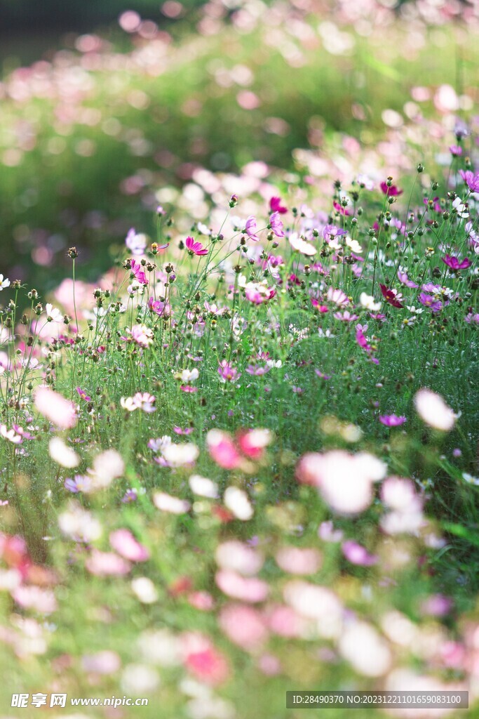 格桑花