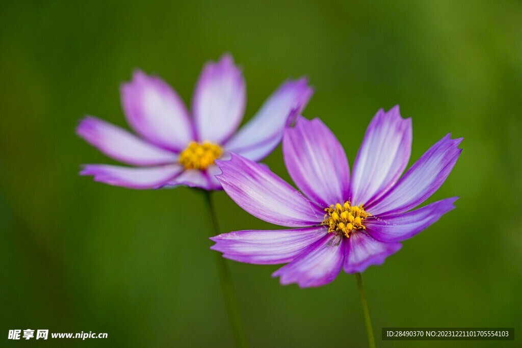  格桑花 