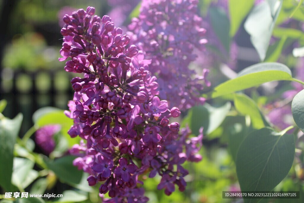  丁香花 