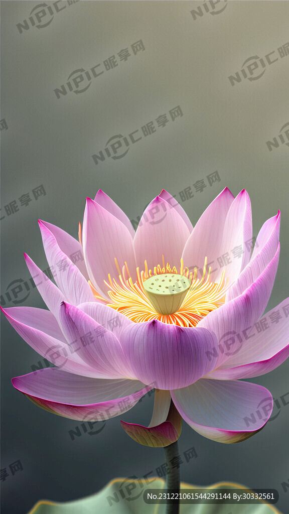 一支荷花 完整 粉彩 写实