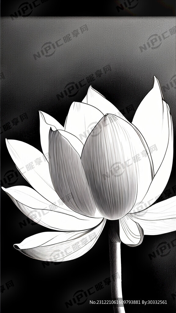 一支荷花 完整 线描 写实