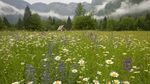 草地