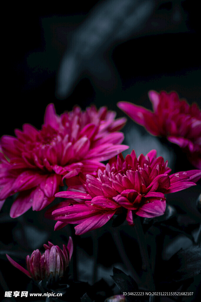菊花 