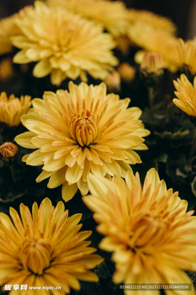 菊花