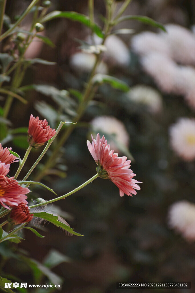 菊花