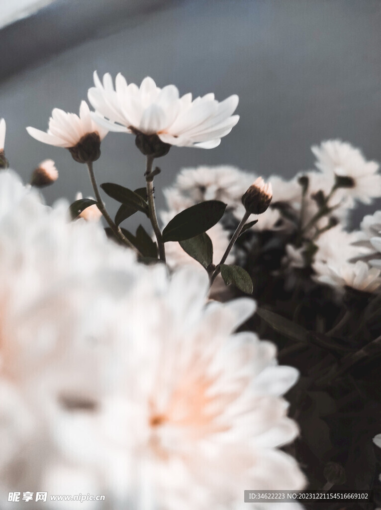 菊花