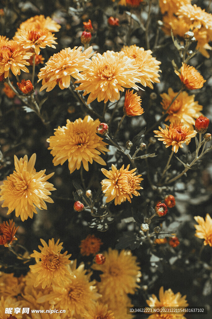 菊花