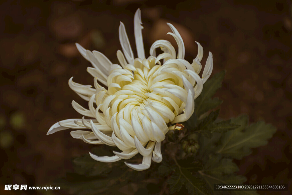菊花