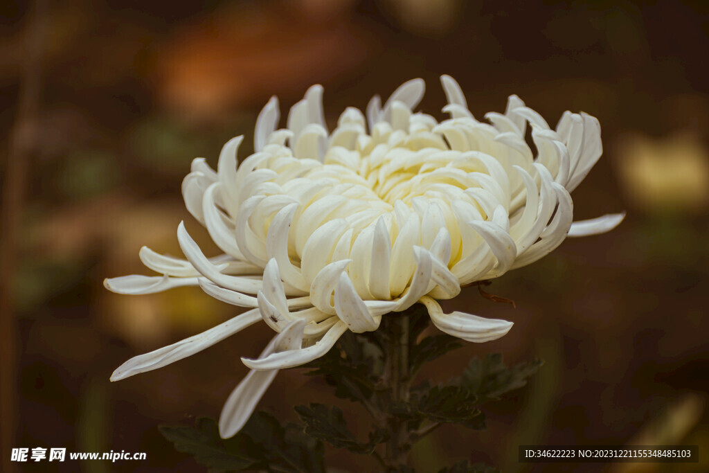 菊花