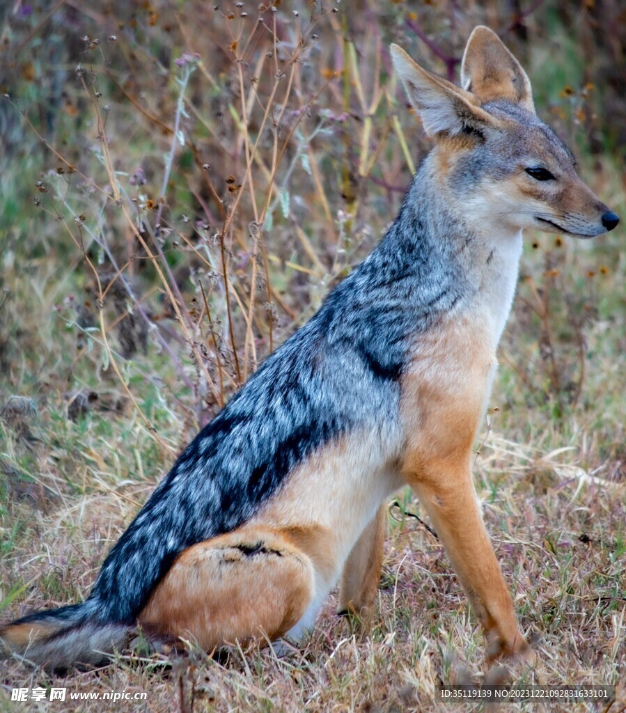 狐狼