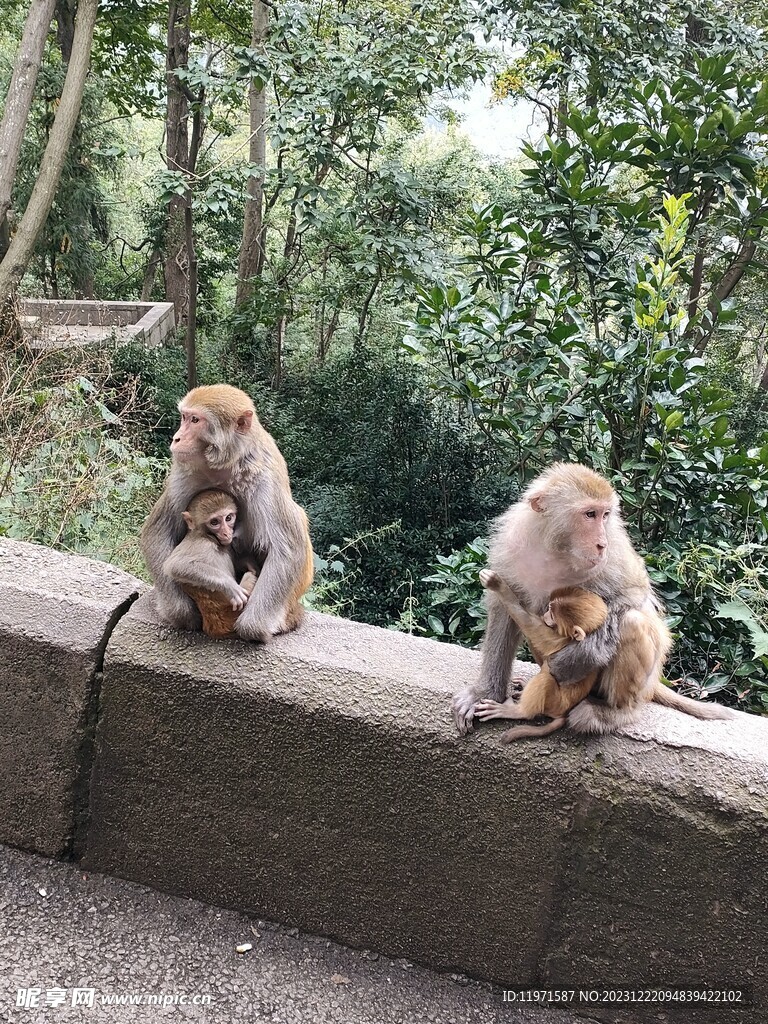 猴子妈妈和猴子宝宝