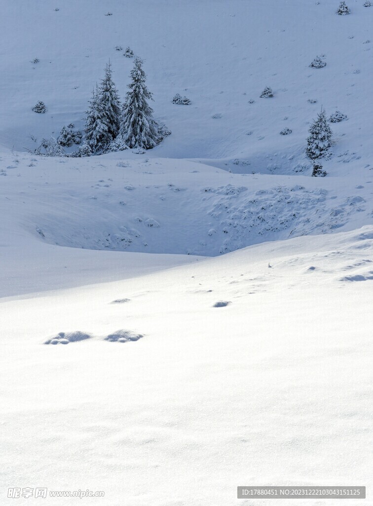 雪地