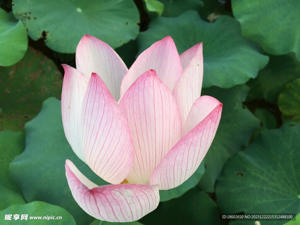 荷花之静美
