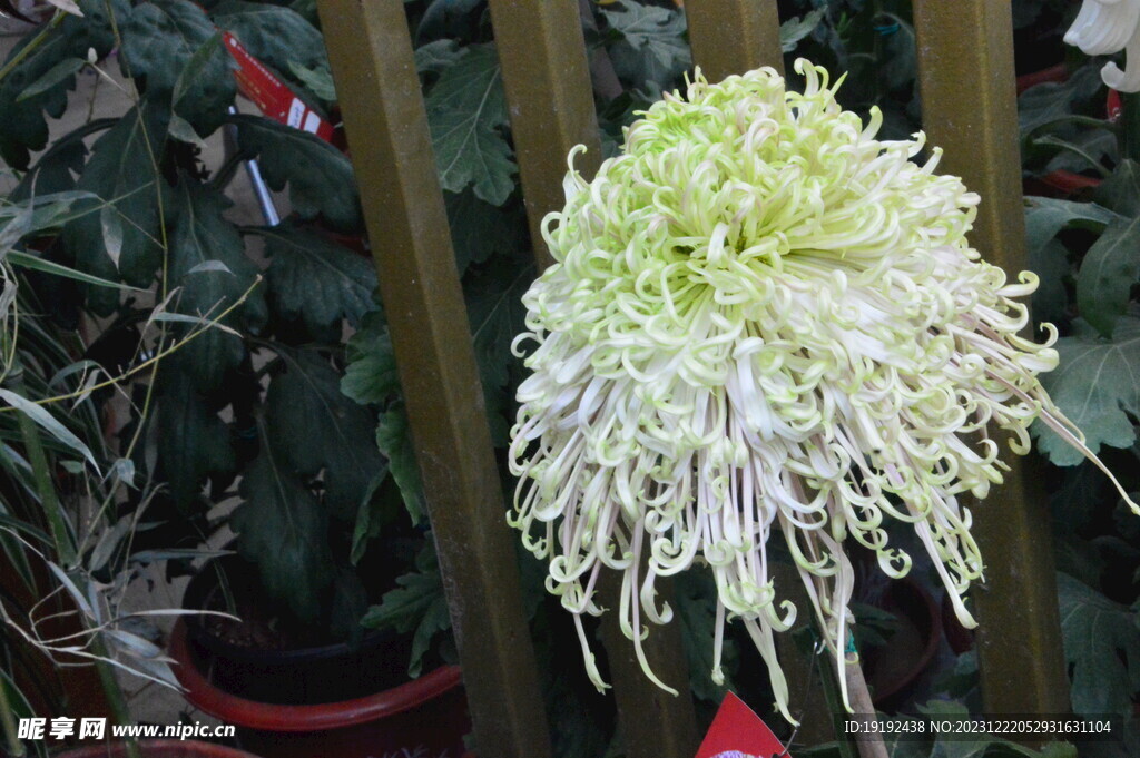菊花 