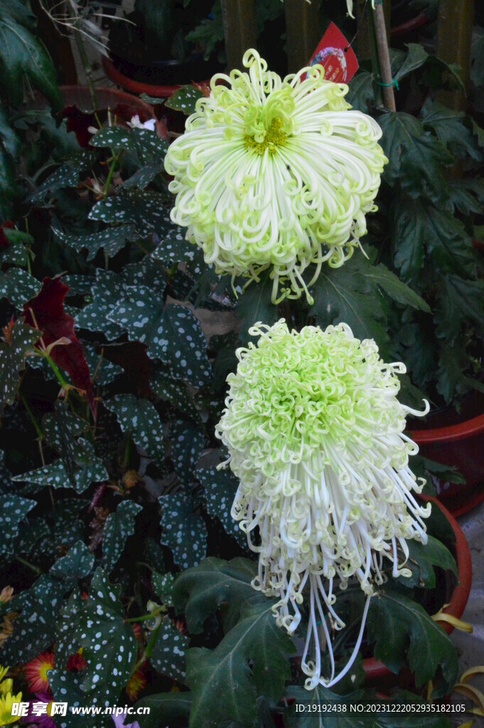 菊花