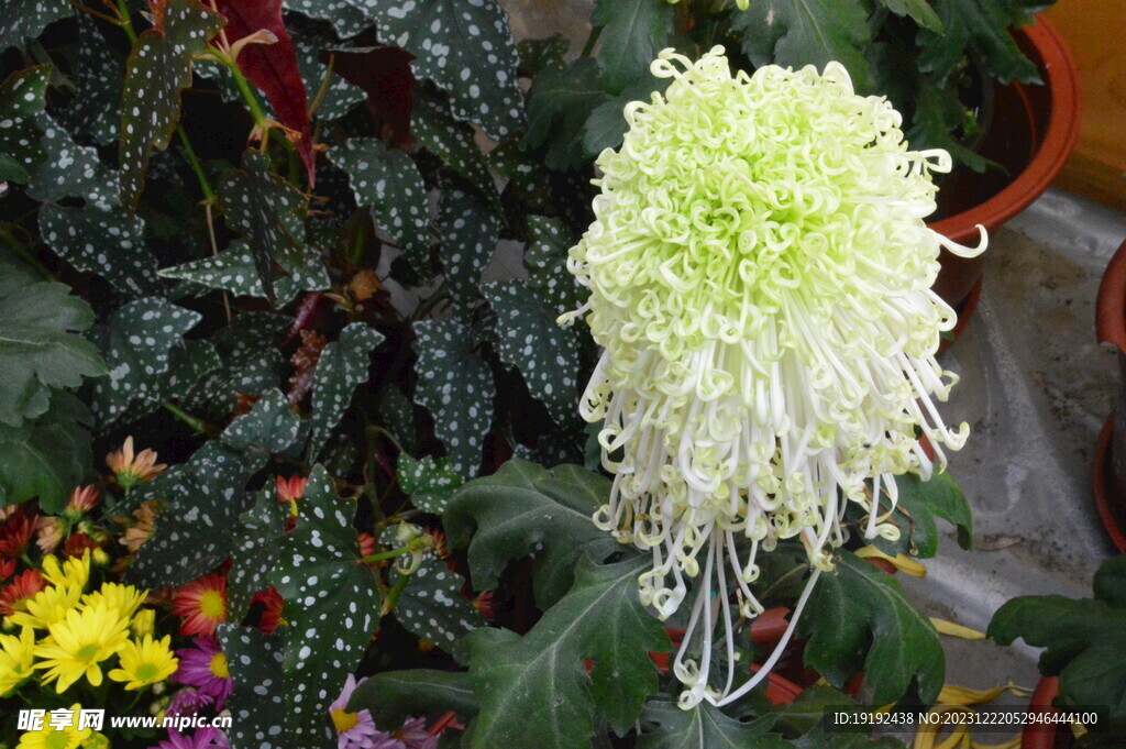 菊花 