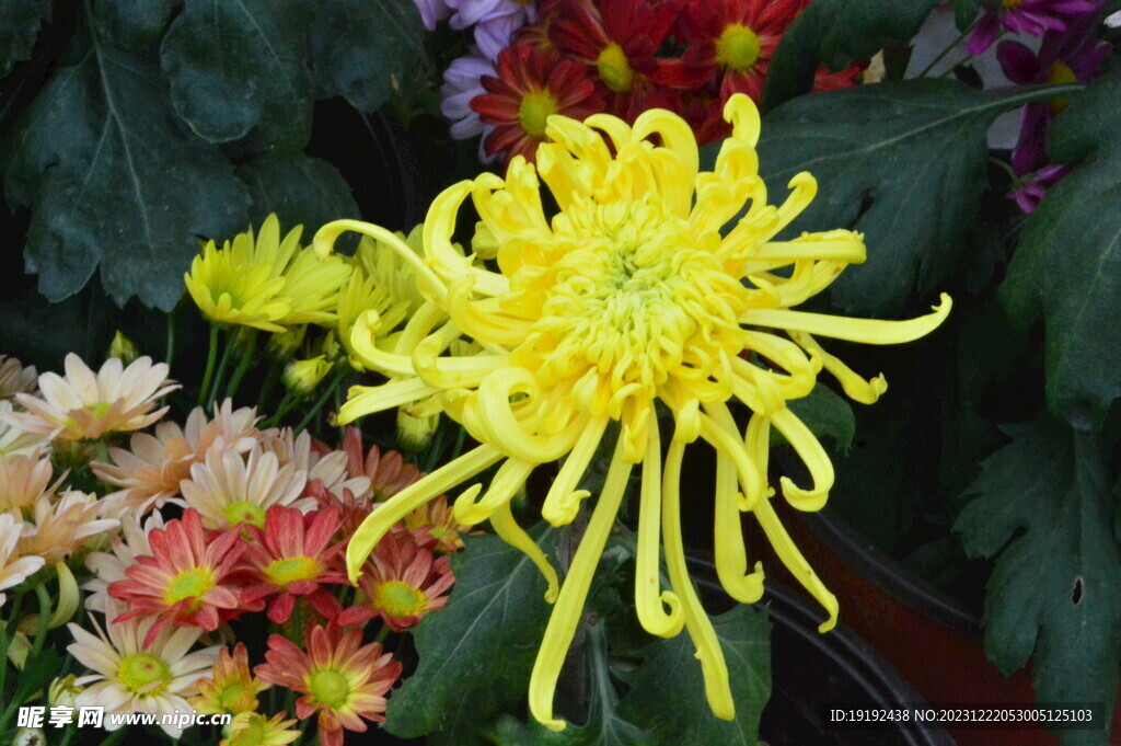 菊花
