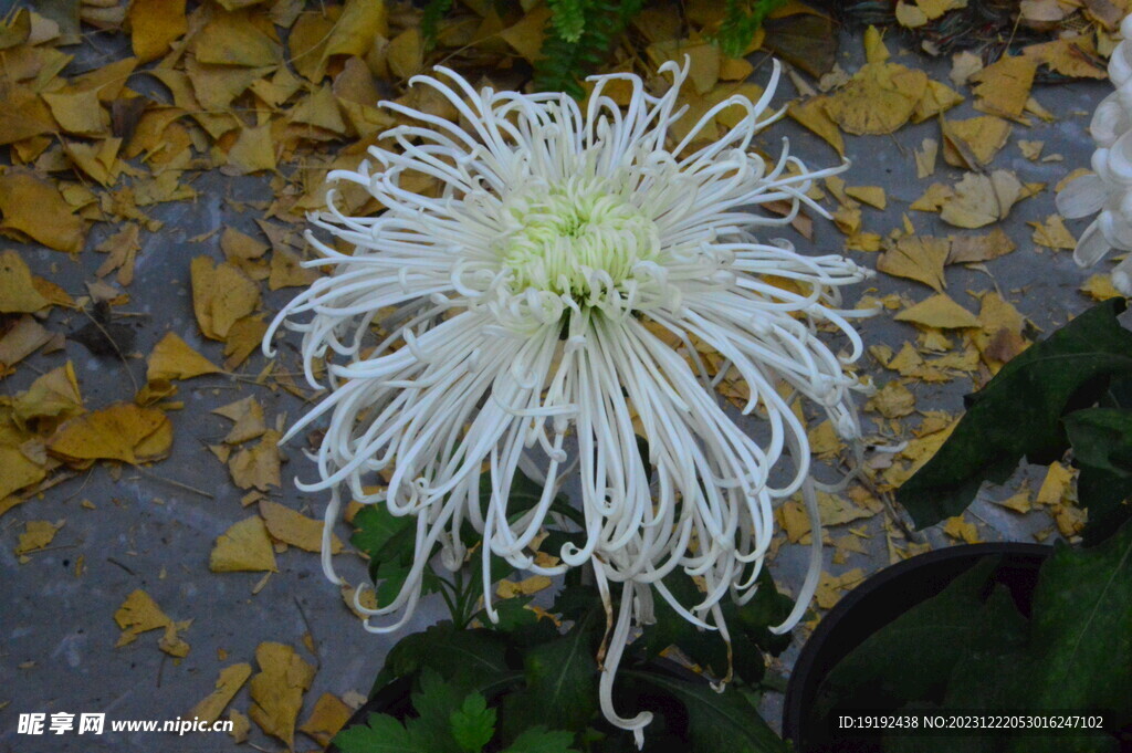 菊花 