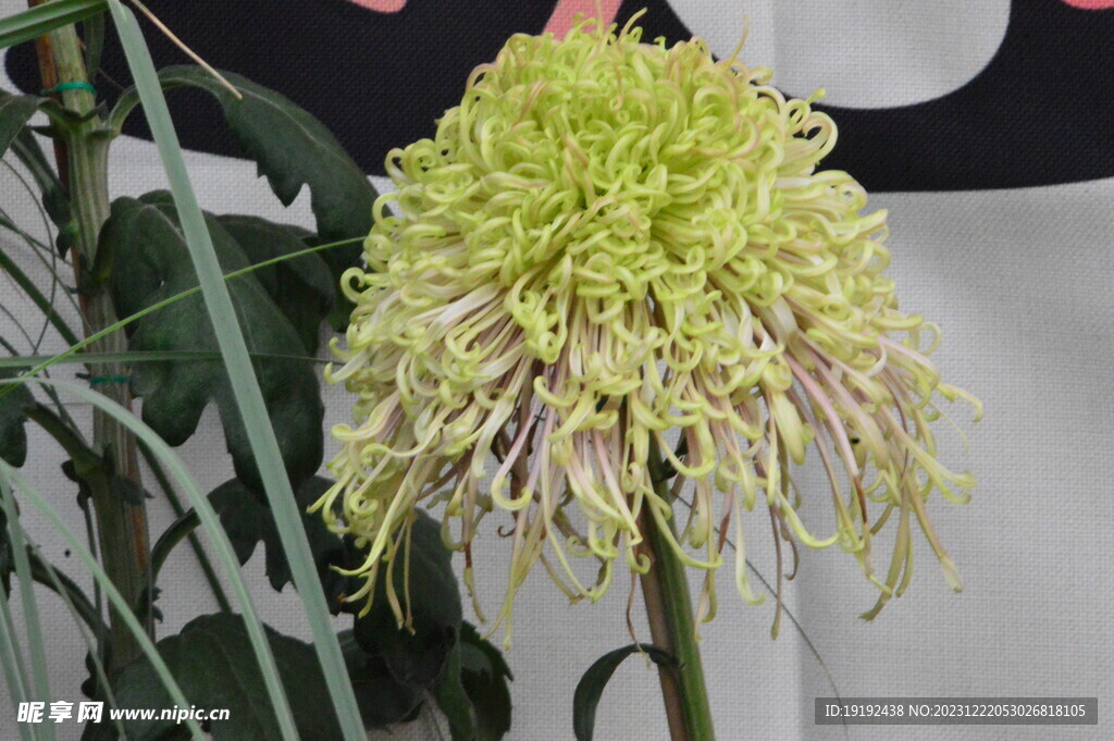 菊花