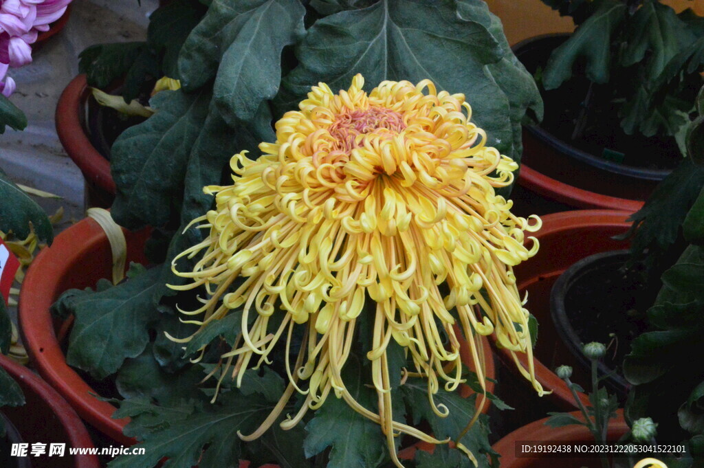 菊花 