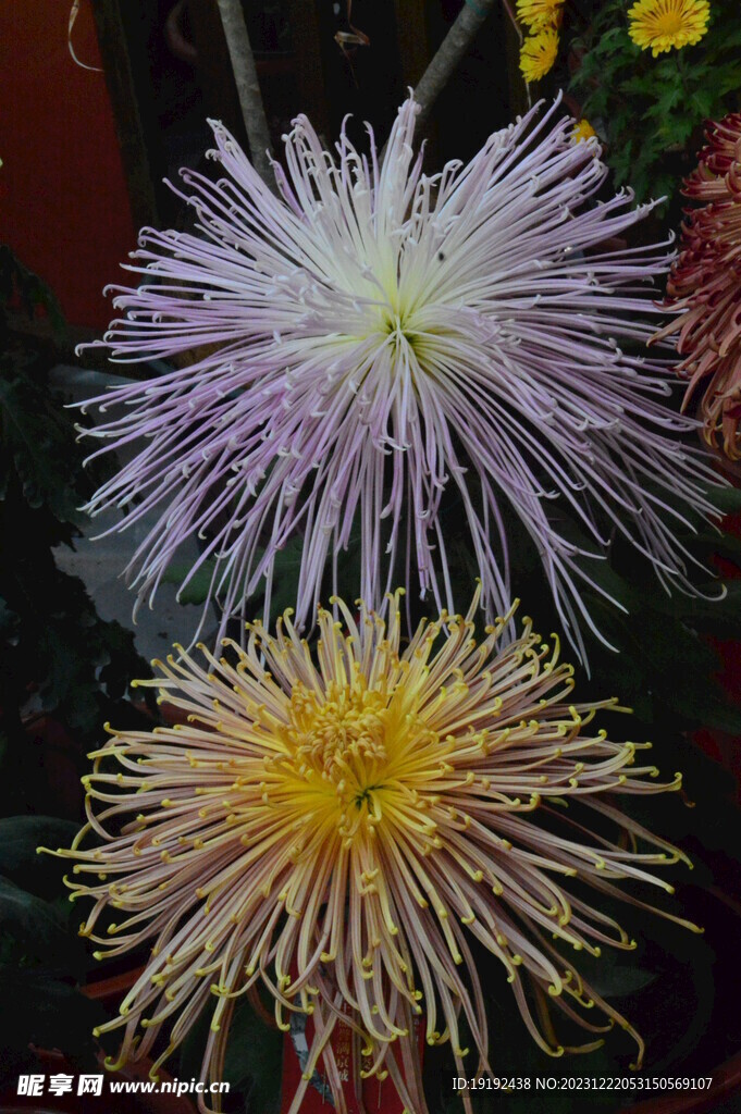 菊花 