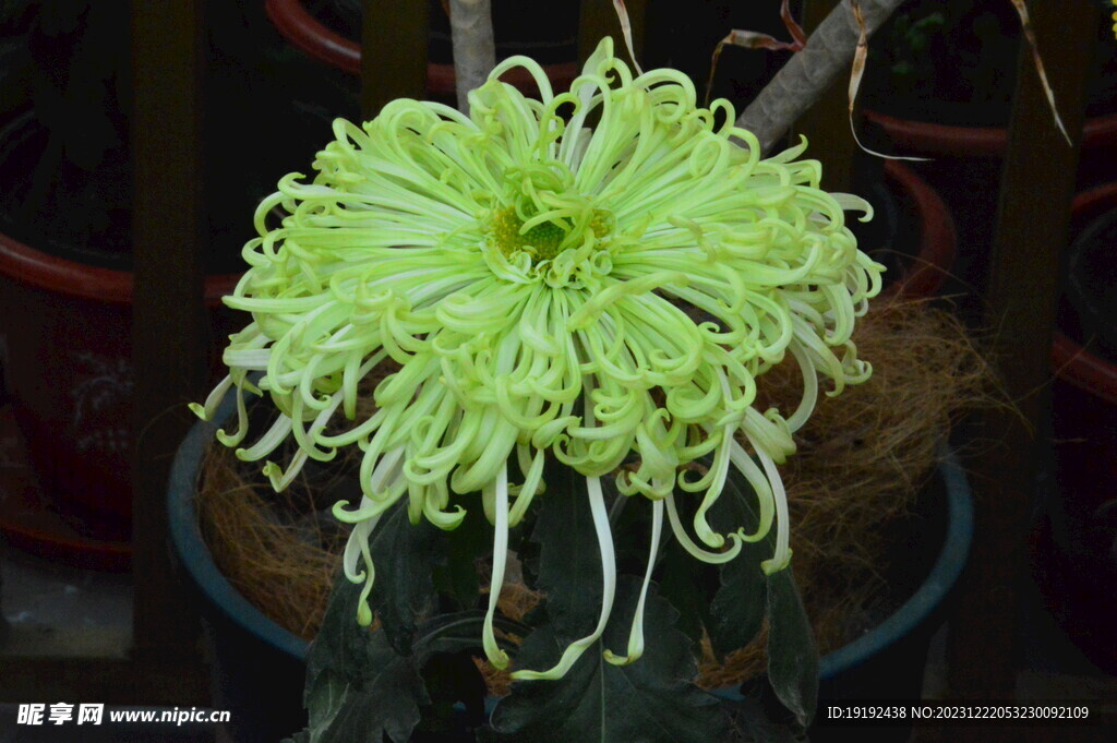 菊花 