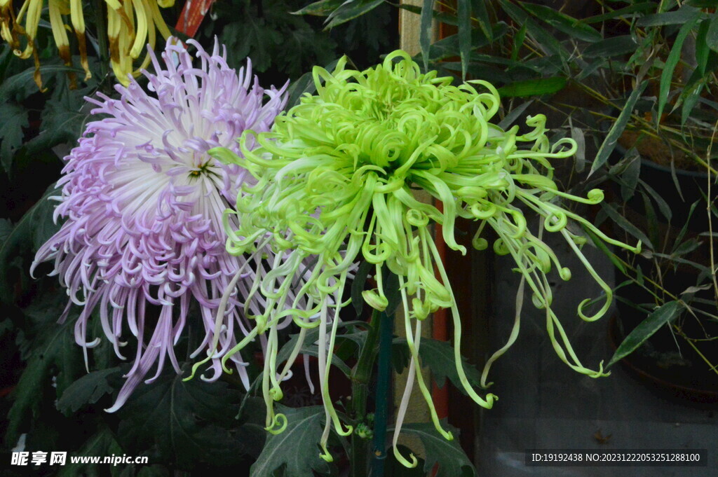 菊花