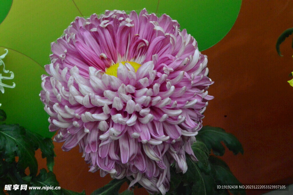 菊花
