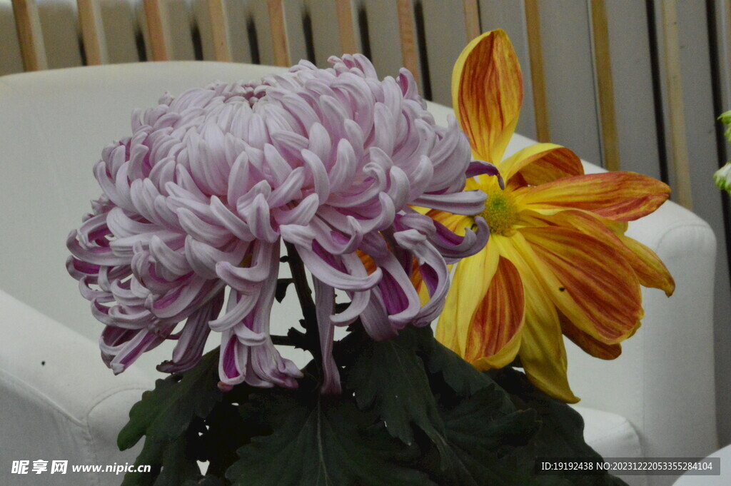 菊花 
