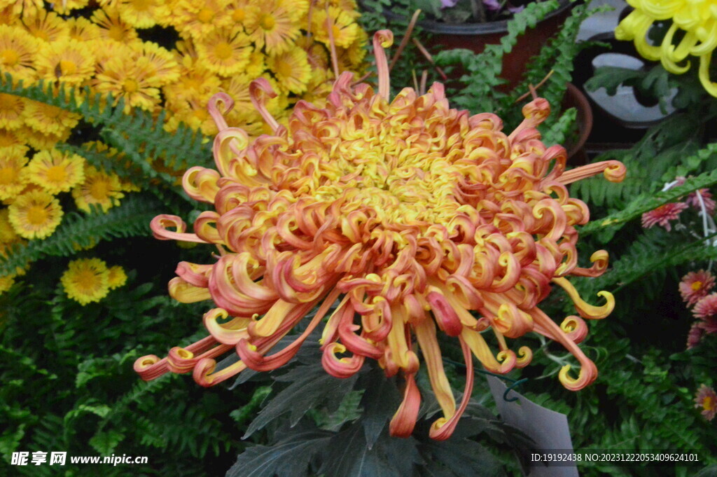 菊花 