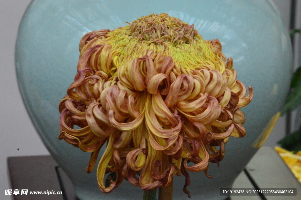 菊花