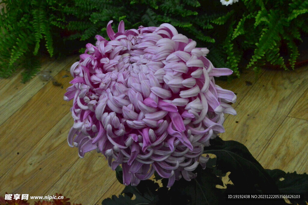 菊花